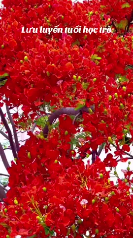 Lưu luyến kỷ niệm xưa Tuổi học trò Tháng 5 về mùa hoa phượng nở gọi nhớ trong mỗi chúng ta những kỷ niệm về thầy cô về bạn bè về mái trường xưa yêu dấu#Giaitritonghop #TikTokAwardsVN2024 