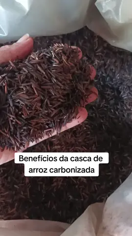 Benefícios da casca de arroz carbonizada. Segue a gente para mais dicas de plantas e adubos. #plantas #viverdeplantas3 #rosasdodeserto #criadordeconteudo #jardin #rosas 