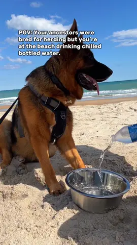 #germanshepherd #dog 