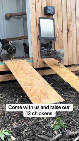 7 week old chickens!! Follow along and watch them grow. We have been growing them since they were 1 day old!  #fyp #homestead  #Home #chicken #chickens #chickenlegpiece #chickensoftiktok #firsttimechickenmom #fypシ゚viral #fypage @MuffScruf #country #countrylife #chickencoop #farm #farmanimals #chick #colorado #chickenwing #foryoupage #foryou #foryoupage❤️❤️ 