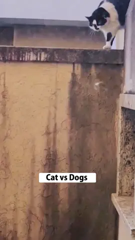 the end🤣#cat #cats #cutecat #catlover #catsoftiktok #fyp #foryou #foryoupage #funny #fypシ #funnycat #funnyvideos #funnytiktok #funnyanimals #kitty 