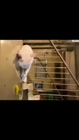 😂#cat#cats#catsoftiktok#petlove#catsvideo#catlover#pet#Love#cute#lovecat#fypシ゚viral#fypageシ#fyp#foryoupage#foryou