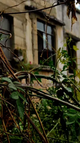 دفء القلوب لا يأتي بلمسة يد إنما بلمسة روح#تصويري📸 #صباح_الخير #فيروز #خدني_يا_حبيبي #صباح_المطر #اكسبلور #tiktok #fypシ #viwes #foryoupage #4u #sedra_roro3 #مجرد________ذووووووق🎶🎵💞 