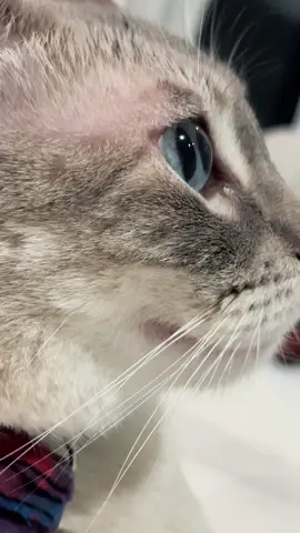 Bien hermosa mi conegata jajaja😽 #gatostiktok #gathijos #mexico🇲🇽 #siamesecat #buenasnoches 