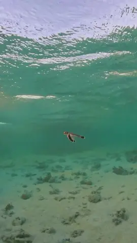 #fy #fypシ #viral #fish #fishing #topwaterfishing #explore #اكبسلور 