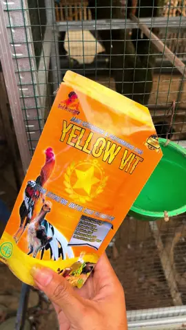 Cara pakai jamu kesehatan ayam peliharaan yellow vit #jamuayam #yellowvit #vitaminayam #beternakayam #ayambangkok 