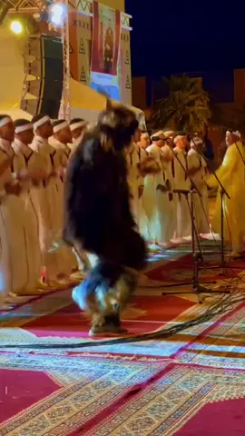 #عادات وتقاليد الأمازيغ 💛💛مهرجان البولجود #الثقافة الأمازيغية  #الأمازيغية هويتي ـ لغتي ـ أصلي ـ تاريخي #تقاليد ـ الأمازيغ ـ# احواش الأمازيغ