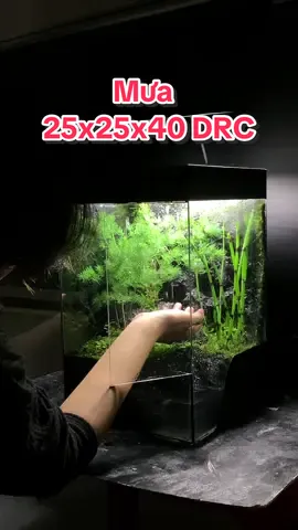 Trời không cho mưa thì ta tự tạo mưa vậy 🌡️😄   Kích thước: 25x25x45 DRC #shanmetalterra #metalterra #thiennhienthunho #terrariumdanang #terrarium #paludarium #metalterradanang #fyp #foryou 