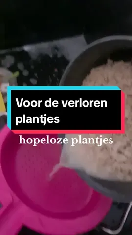 Rijstwater is niet alleen goed voor je huid, haar en darmen. Vanwege de vitamines en mineralen in het water kun je het ook gebruiken als plantenvoeding! Vang het water dus op, doe het in een gietertje voor sterke en gezonde planten. Ook gebruiken ze het in Azië om je kleren mee te behandelen. #rijst #rijstwater #foryoupage  #plantjes #pannenkoekplant #MomsofTikTok 