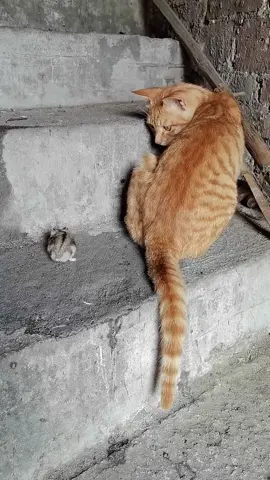 Funny cat 😂 🐈 #cutepets #lovecats #orangecat #funny #catsoftiktok #usa_tiktok #viralvideo #fyp #foryoupage 
