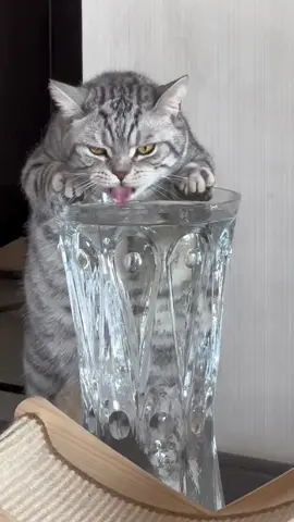 Nhăm nhăm nhăm  khát nước quá trời ưi#quangthuongmeomeomeo #fpyツ #dethuong 