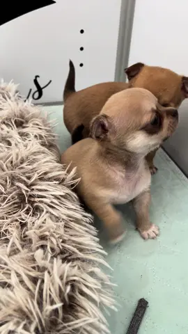 Play time 🐶 #chiens #dog #chien #chihuahua #chihuahuapuppy #chihuahuastiktok #chiot #puppylove #babydog #viral 
