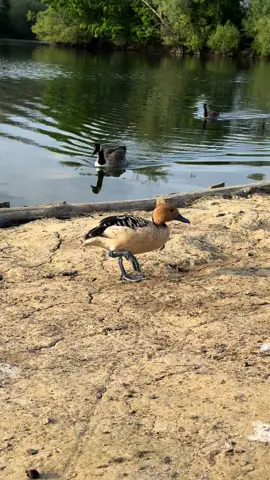 Spotted a fulvous whistling duck in Haysden lake in Tonbridge #fyp #birds #ducks 
