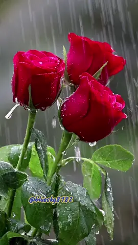 #joedassin ##beautiful #music #amazing #unique #viral #fyp #explore #viralvideo #lovelife #amor #best #viraltiktok #foryou #video #nice #greatestlovesong #greatestlove #musician #4u #f # fypage flowers #naturebeauty # #nicescenery #naturelover  #niceview #stunning  #amazingview #relaxing  #livewallpaper  #videobackground  #freetouse #longervideos  #viral #trending #foryoupage  #foryou 