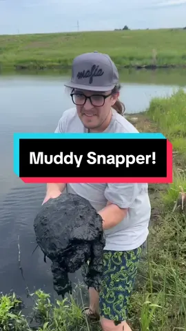#turtles #snappingturtle