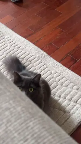 😇🐈‍⬛ or 😈 🐈‍⬛