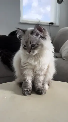 The way her fur has changed so much in colour 🥹  #kulfithesiberian #siberiancat #cattok #muslimcat 