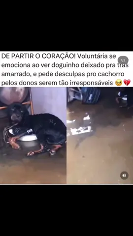 #resgate #cachorro 