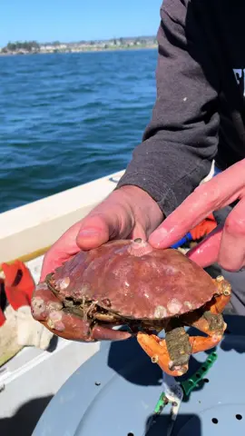 Barnacle Chronicles Continue #barnacleremoval #crab #seafood #commercialfishing #friendliestcatch #oceanlife  🎥 @DavidB @BarnaclEric 