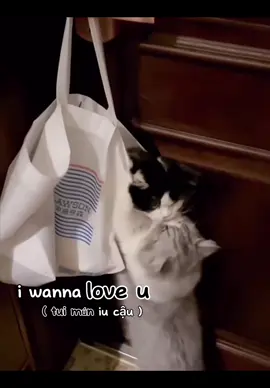 nớp diu 🫣 #xuhuongtiktok #xuhuong #trendingvideo #trending #vuichutchut #meow #trend #cat #catmusic 