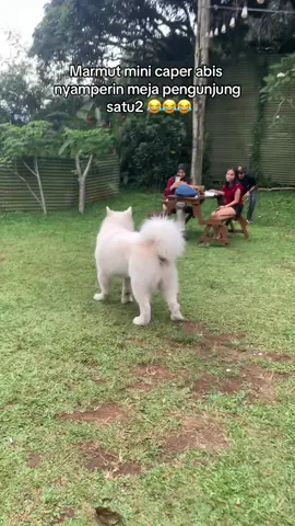 Mana pake acara mogok segala pula 😅 #videolucu #alaskanmalamute #anjinglucu #alaskanmalamuteindonesia #hewanlucu #videoanjinglucu #videohewanlucu #tingkahlucuhewan #Vlog #kaiandkimo 
