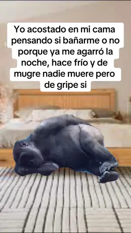 #HUMOR #NOMEBAÑO #GORILA #CAMA #RISA #SIGUEME #APOYAME #PARATI #FYP #APOYOMUTUO 