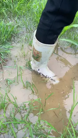 -Giờ mới hiểu câu nói,..đỉa lội lềnh tựa như bánh canh à mọi người!