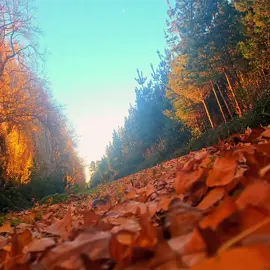 Entre las hojas doradas, mi alma se pierde en el susurro del viento. #surdechile #sur #frio #Otoño #naturaleza #airefresco #OtoñoEnBicicleta #RenovaciónNatural #PaseoOtoñal #NaturalezaSerenidad #EnergíaRenovada #ColoresOtoñales #PazInterior  #HojaYBicicleta #ExplorandoElOtoño