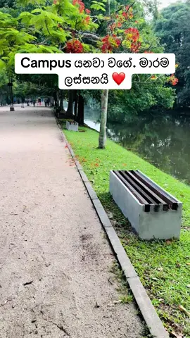 ඒ feel එක මාරම ගති. #danushika #welipark #nugegoda #danu #track #beauty #jogging #sri #srilankan_tik_tok🇱🇰 #srilanka #bestcountry #super #iloveyou #foryoupage #foryou #fypシ 