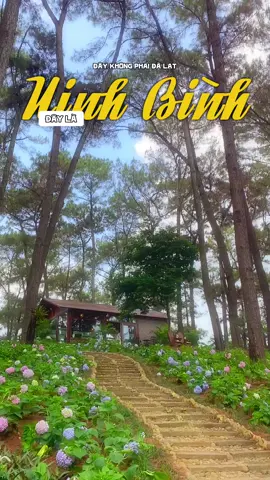 Đây không phải Đà Lạt, đây là Đồi thông hồ Đồng Chương - Ninh Bình #greenpineresort #trangangolfandresort #doithonghodongchuong #ninhbinh #dulichninhbinh #dulich #traveltiktok #travel #reviewninhbinh #GreenPineResort #TrangAnGolf #DoithonghoDongChuong 