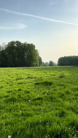 #nature #dream #walk #earth #peaceful #explore #oudside #quiet #real #lost #pretty #peacefullwalk #green #forest #plants #prettynature #trees #forestwalkmindful #flowers #flower #landscape #sun #Summer 