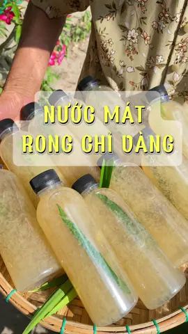 Nước mát từ rong chỉ vàng bạn đã thử chưa? #rongchivang #xuxoaquangngai #dacsanquangngai #dacsanvietnam #76 #quangngai 