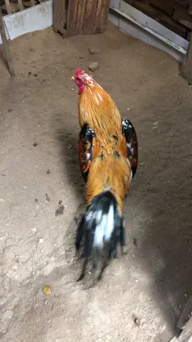 Masyaallah✨ Ready (Mahapati) ayam siam lhk, umur 10bln wa.me/+6285842331253 #ayambangkok #wiringkuning #fypシ゚viral #ayambkclasik 