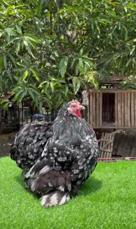 D’champ cochinball 🔥🔥 #cochin #cochinballbantam #bantam #manok #chicken #fancy #fancychicken #rare #rarechicken #kakaibabeXD👩‍👦‍👦👩‍👦‍👦🥰 #malakas #farm #farmlife #poultryfarming #poultry #wow #farm #farmlife #fypシ゚viral #fyppppppppppppppppppppppp #fyp 