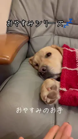 おやすみシリーズ💤寝てる犬は癒されます💕　　#ラブラドールレトリバー　#大型犬 #犬　#犬好きと繋がりたい #可愛い犬 