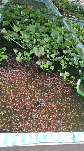 #betta #guppy #bettafish 