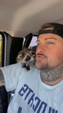 Another critter in the nut house #ohio #pet #PetsOfTikTok #racoon #racoonsoftiktok #racoonbabies #fyp #fypage #fypシ゚viral #fyppppppppppppppppppppppp #viral 
