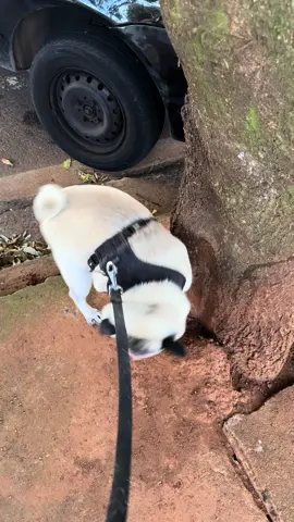 #pug #PetsOfTikTok #petengraçado #petdiferente #funnyvideos #funnypets 