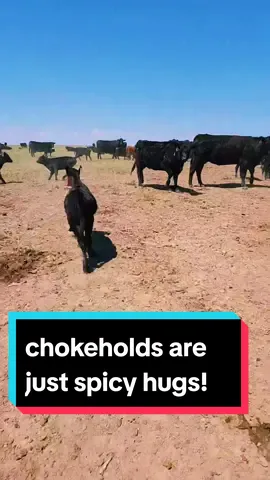 Reason 8,527 why I can't have nice things. #eatbeef #agtok #cowtok #rancher  #ranching #livestock #cattle #agriculture #calves #cowcalf #cows #beef #fyp #foryou #foryoupage 