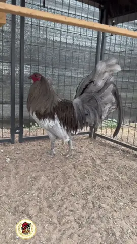 Gà Xám 🌪️ màu siêu ma mị ☑️ mời anh em chiêm ngưỡng #kelso #grey #hatch #sweater #rooster #asil #roundhead #gàmỹ #Gàsiêumỹ #Gàcựadao #peru #thailand #walameron #vietnam #malaysia #vietnam #indo #philippines