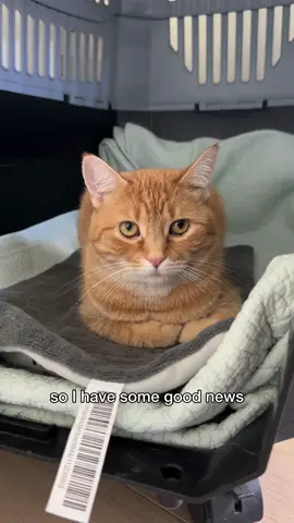 spare human protocol is ✨activated✨