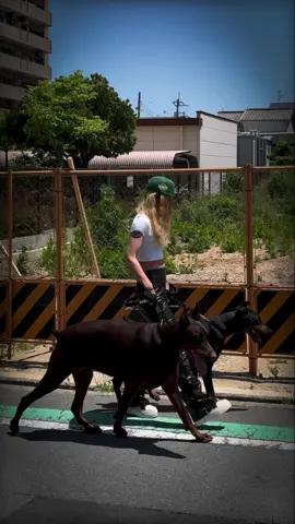 安全第一🚨笑　 #ドーベルマン　#doberman #dobie #愛犬#dobermanpinscher #dobermann #dogasmr #asmr #咀嚼音 #犬ご飯　#mukbang #rawfood #dogmukbang #dogeating