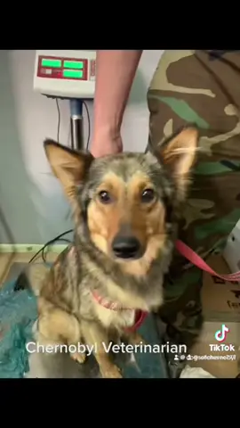 #thatchernobylvet #chernobyl #dog #vetlife #spayandneuter ##animals #chernobyldogs 