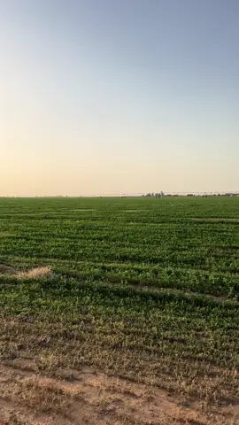 ماشاءالله تبارك الله #مزارع #معدات_زراعية #برسيم #سكاكا_الجوف #القصيم #ابوسعد_للمعدات_الزراعيه 