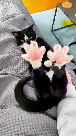 The end 🤣 episode 265 #funny #funnyvideos #cat #catsoftiktok #pet #fyp #foryou #funnycat #funnypets #🤣🤣🤣 #😂 #kitten #kittensoftiktok 
