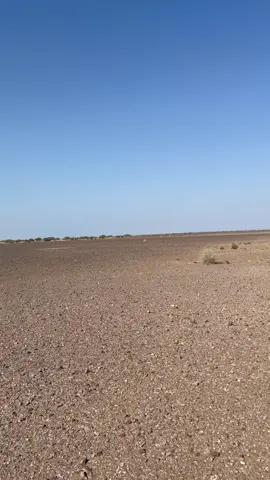 #مقناص_الصيد_وعول_وبران_قطا_طيور_مهاجره_اهداء_لمحبي_القنص #دعمكم_لنستمر 