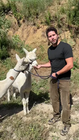 Alpaca facts at @SunsetRanchHollywood 