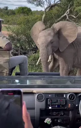 Such an incredible encounter with a young Elephant Bull .  #elleafricasafaris #africanwildlife #animals #wildlife #animaloftiktok #safari #gamedrive 