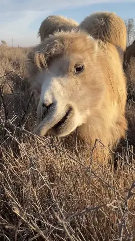 #eat #camels #camelseat #fyp 