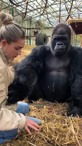 #foryoupage #foryourpage #foryou #foru #fyp #fyppppppppppppppppppppppp #gorilla #gorillatag 